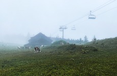 Fog with some cows