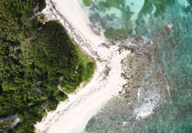 View from the sky of a beach and a forest